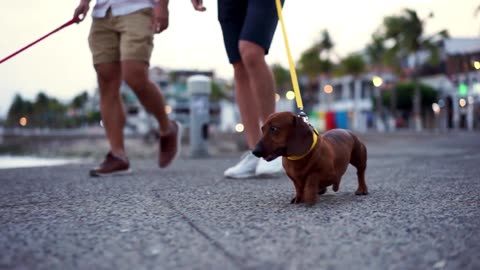 Owner and Pet, Woman & Man Playing With a Cat, Petting a Dog