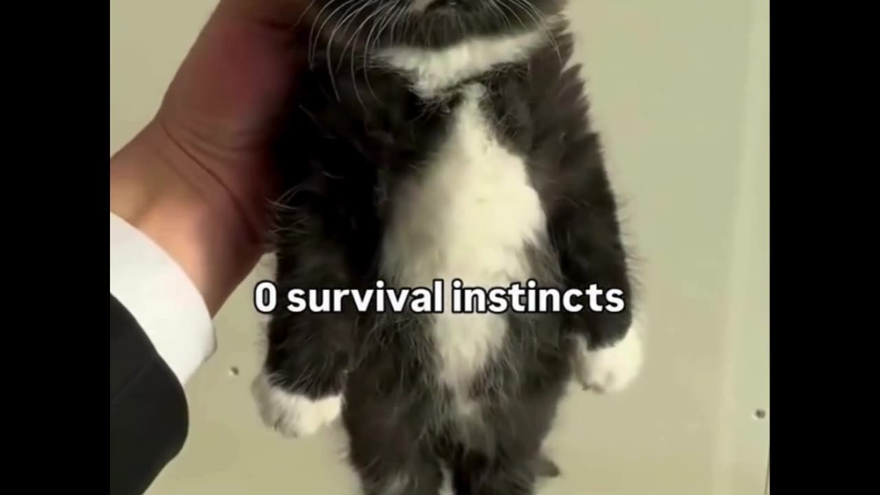 Cutie kitty