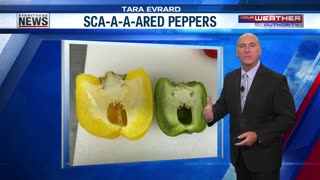 October 14, 2025 - WEHT's Ron Rhodes with Funky Fruit (Scared Peppers)