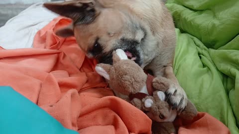 Lil1 the dog Eleanor's friends say she's eating for breakfast.