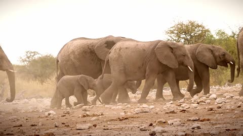 Elephants, Animals, Elephant