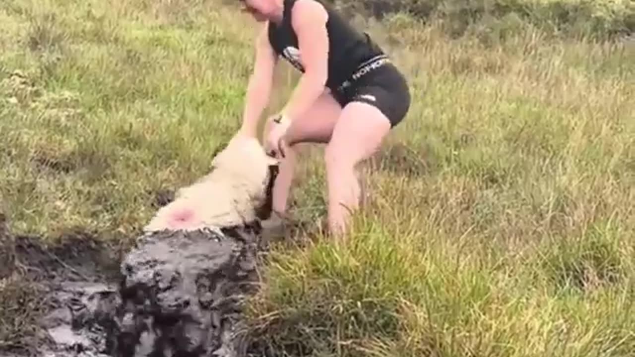 You can tell that the poor animal is exhausted