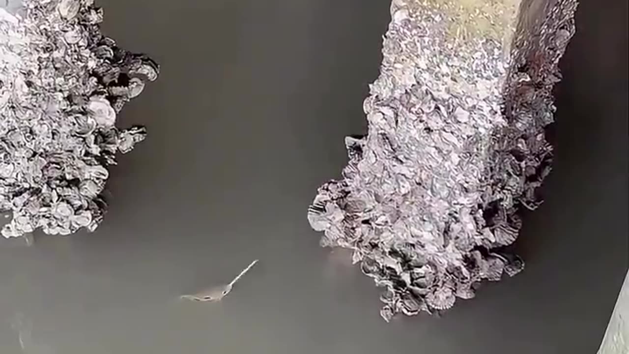 🤯✨ Witness a Strange Fish Hunt Its Prey! | FeedMyCuriosity