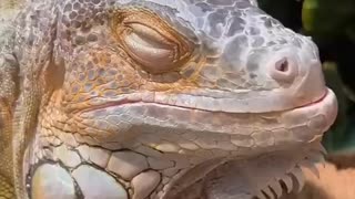 Shocking: Fascinating Animal Facts You Didn't Know!#animalfacts#wildlife#facts