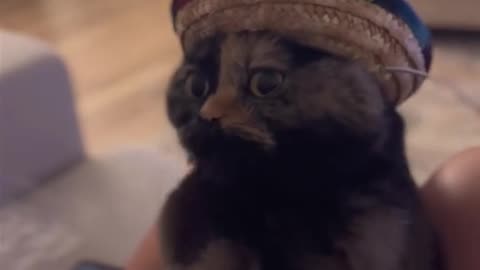 Talking Cat 😁😁