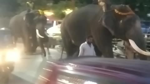 🐘 Shimoga Ki Hatiyon Ki Shandar Parade | Dasara 2025 🇮🇳✨