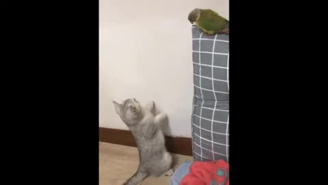 Cat cyut fun video and parrot 🦜