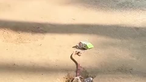 Funny 😂 video of monkey 🐒