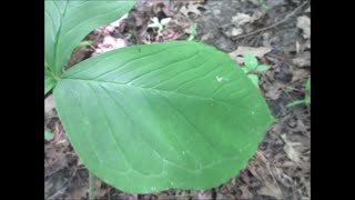 Berries and Beauty Jack In The Pulpit July 2024