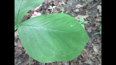 Berries and Beauty Jack In The Pulpit July 2024
