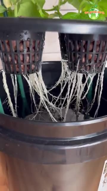 Cucumber in Kratky Hydroponics #hydroponics