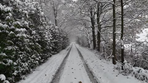 WINTER MAGIC! ❄️🌲 Walking Through a Peaceful Snowy Forest
