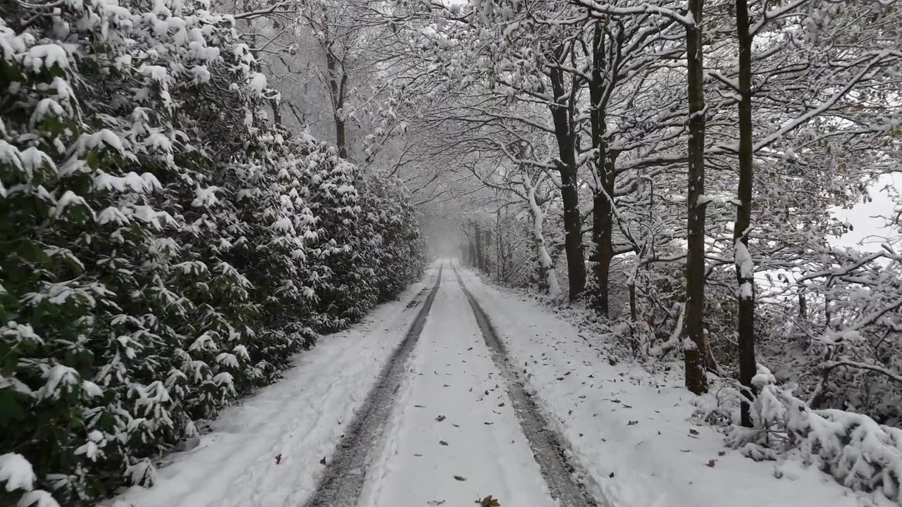 WINTER MAGIC! ❄️🌲 Walking Through a Peaceful Snowy Forest