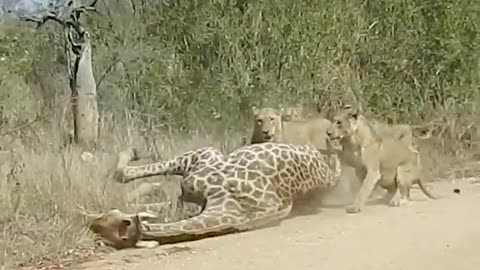 Lions Almost Take Down Giraffe Onto Car