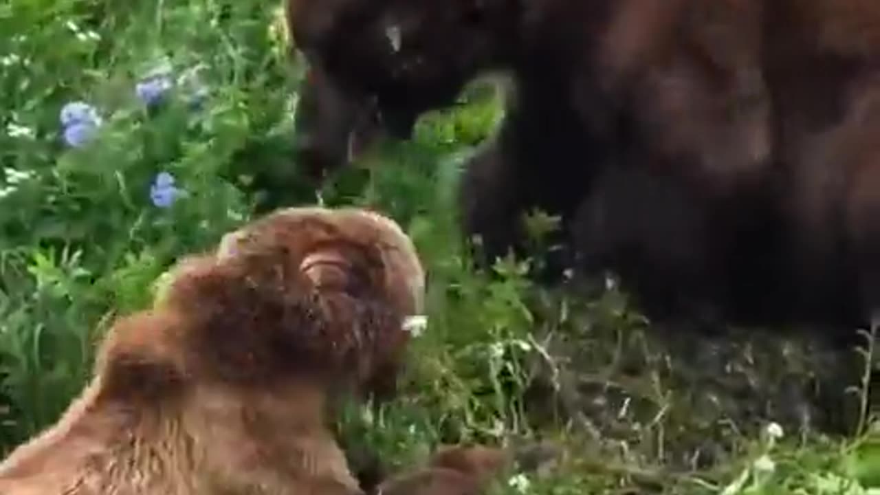 😱 Mama Bear's FIERCE Fight to Protect Cubs!