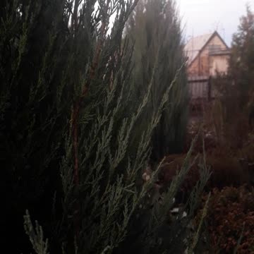 Garden on a summer evening