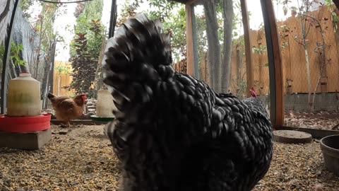 Backyard Chickens Continuous Sounds Noises Hens Roosters!