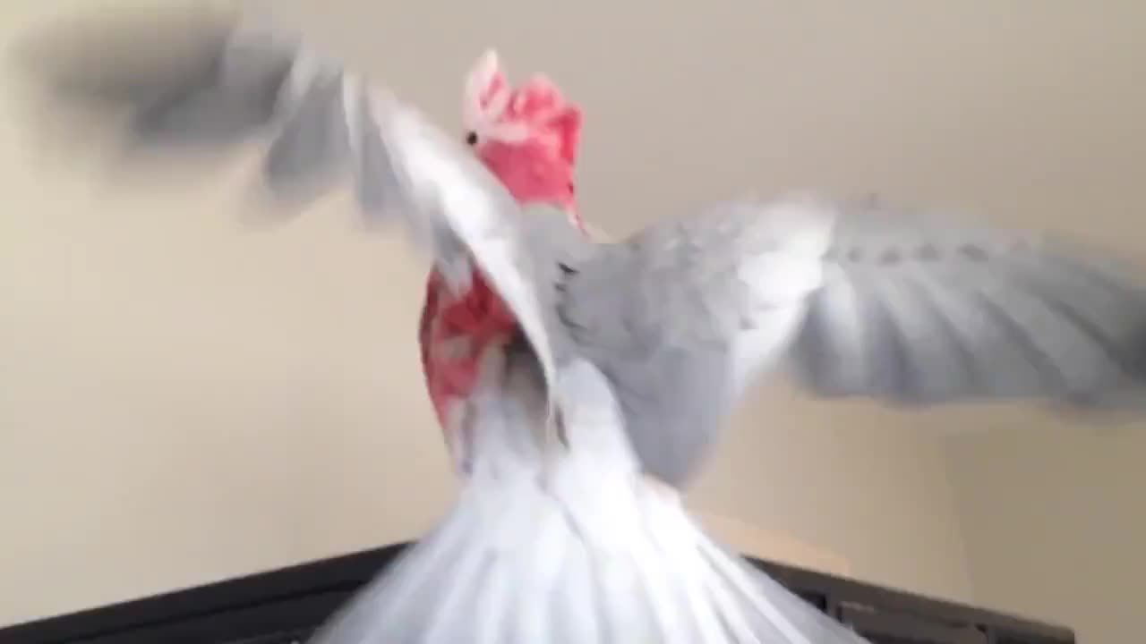 World's most excited bird falls down resulting in best sound ever 😂😂