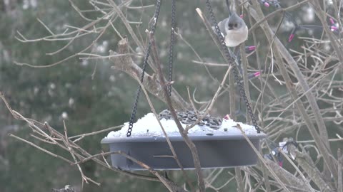 Tufted Titmouse