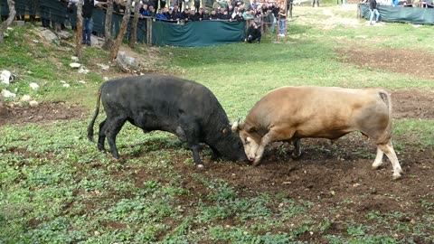 Kukan od Kumana vs Otpisani od Koalicije Mehki Šestanovac 2025