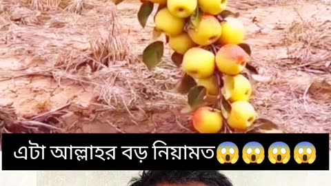 "একটা মরা গাছে আবার নতুন জীবন! আল্লাহর কুদরত 🍎🌿"