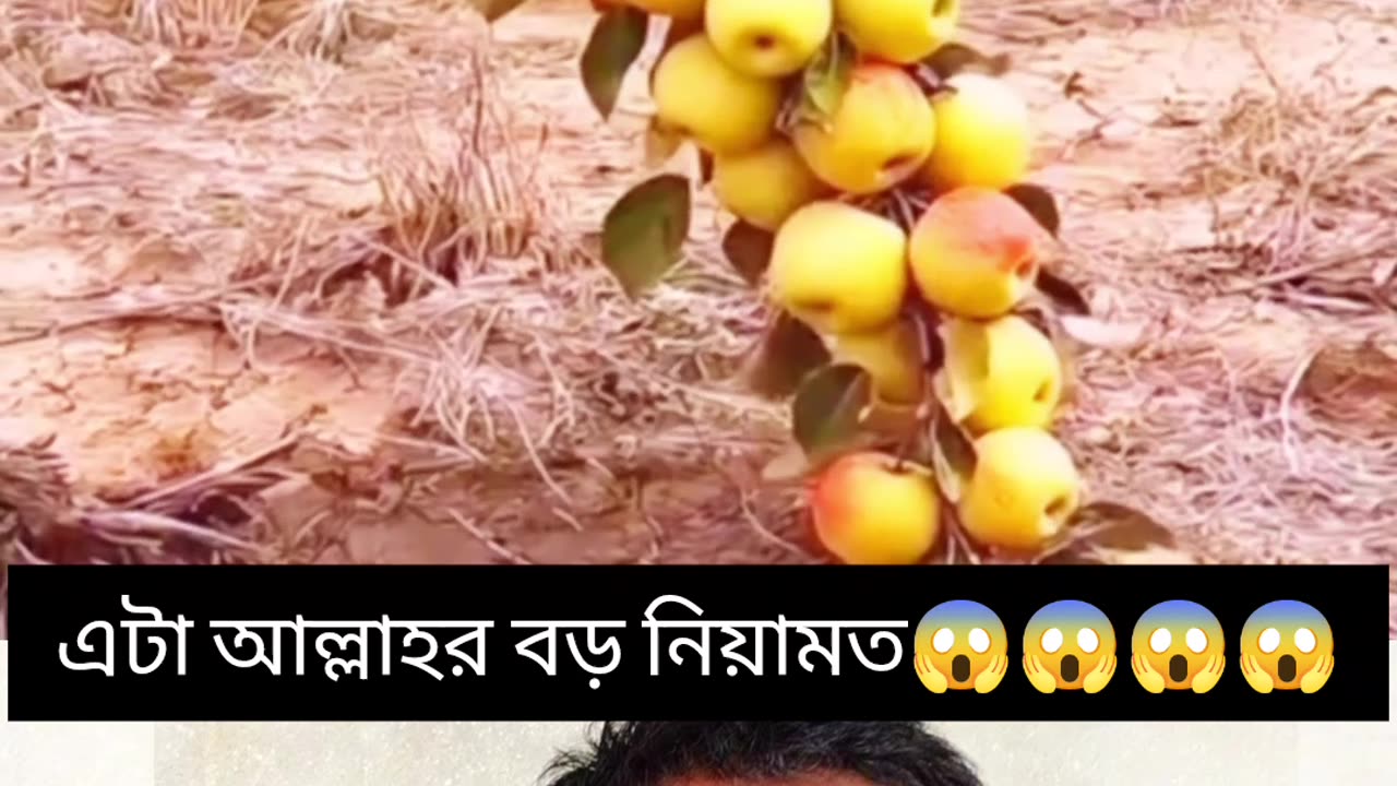 "একটা মরা গাছে আবার নতুন জীবন! আল্লাহর কুদরত 🍎🌿"