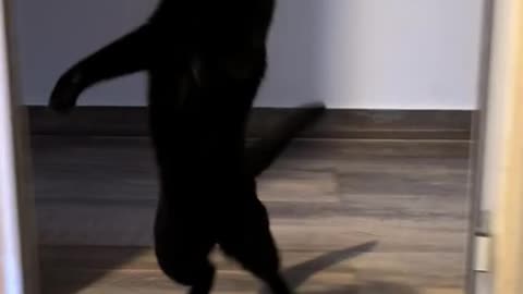 When the ambush attack falls apart 😂