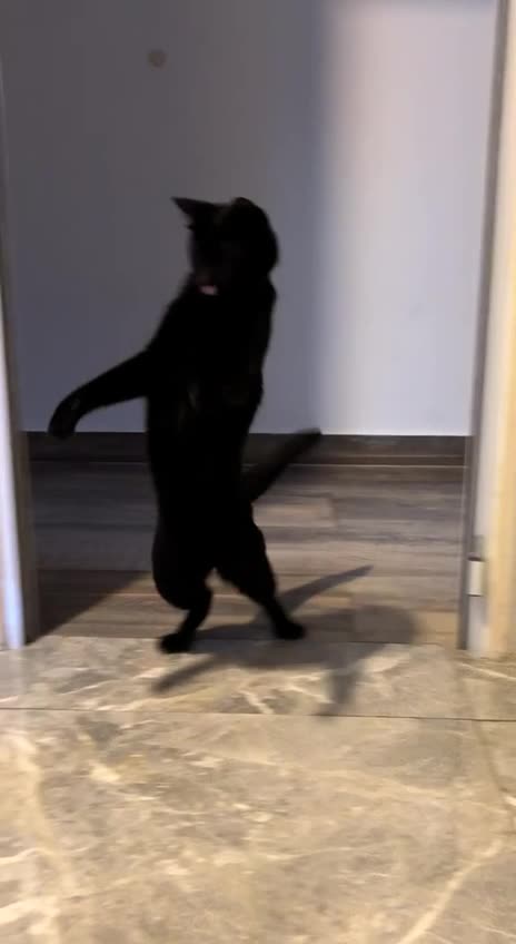 When the ambush attack falls apart 😂