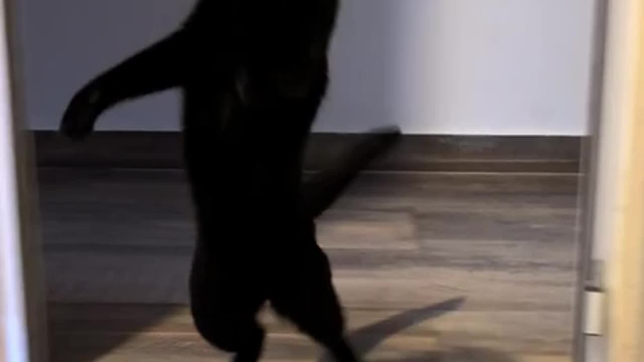 When the ambush attack falls apart 😂