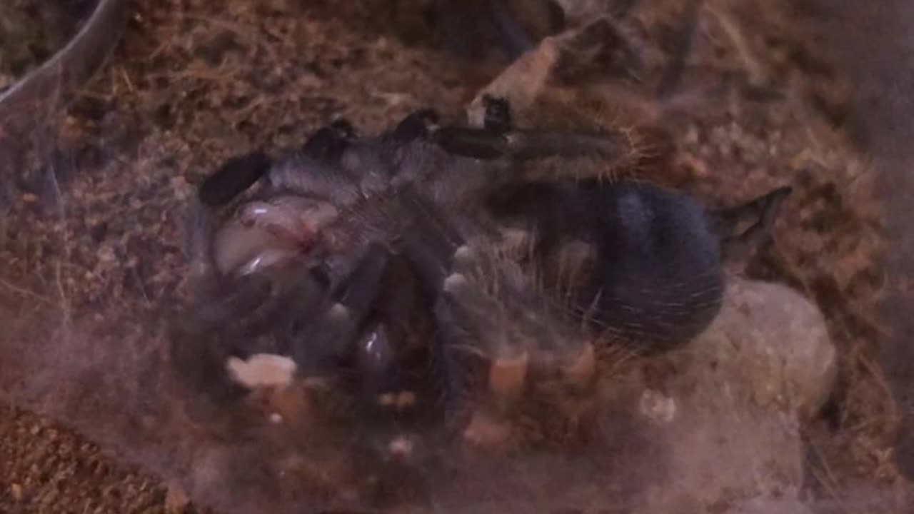 😏👻 The Creepy 'Feel Me Up Buttercup' Phenomenon Explained! | TheHauntingHour