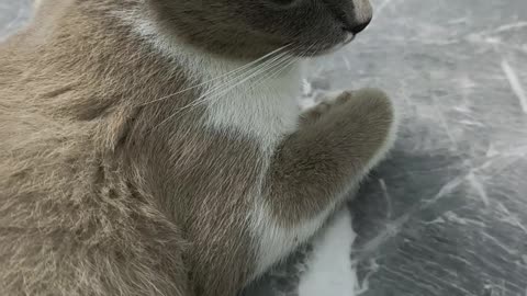 โมเมนต์แมวน่ารักที่ดูแล้วต้องยิ้ม