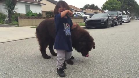 Newfoundland Gives Good Luck Kisses Before Toddlers Big Game