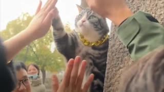 Un gato choca los cinco y conquista el corazón de turistas en China