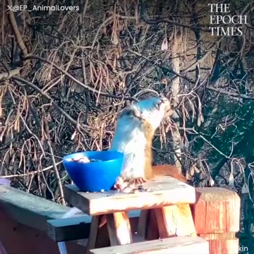 “Drunk Squirrel? You Won’t Stop Laughing!”