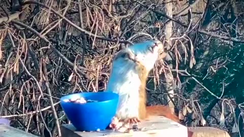 “Drunk Squirrel? You Won’t Stop Laughing!”