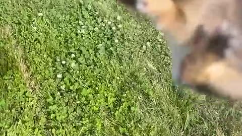 Baby Bunny Screaming After Being Rescue from Hungry Dogs || Heartsome 💖