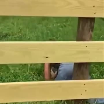 🐶😂 Hilarious Pet Antics Compilation | Try Not to Laugh! 🎬