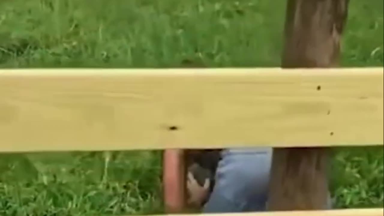 🐶😂 Hilarious Pet Antics Compilation | Try Not to Laugh! 🎬