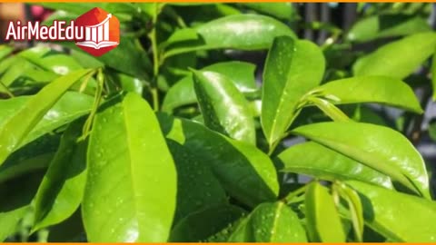 35 Beneficios de las Hojas de Guanábana