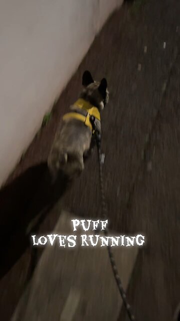 Frenchie walking time