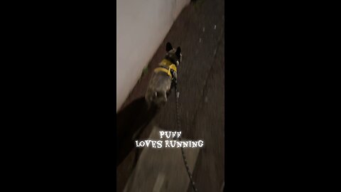 Frenchie walking time