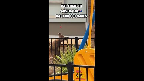 Kangaroo relaxing