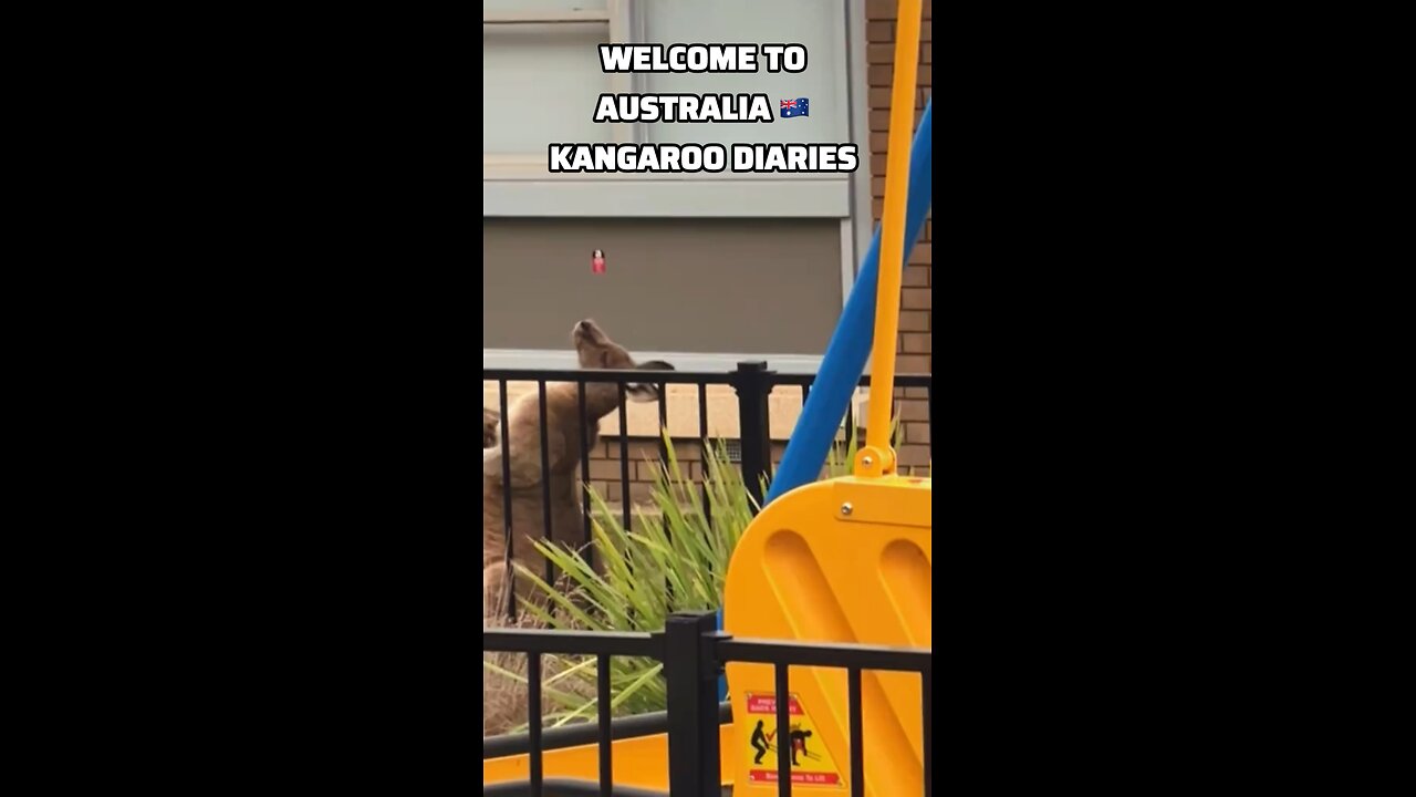Kangaroo relaxing