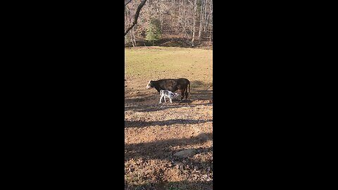 Baby heifer calf nursing.