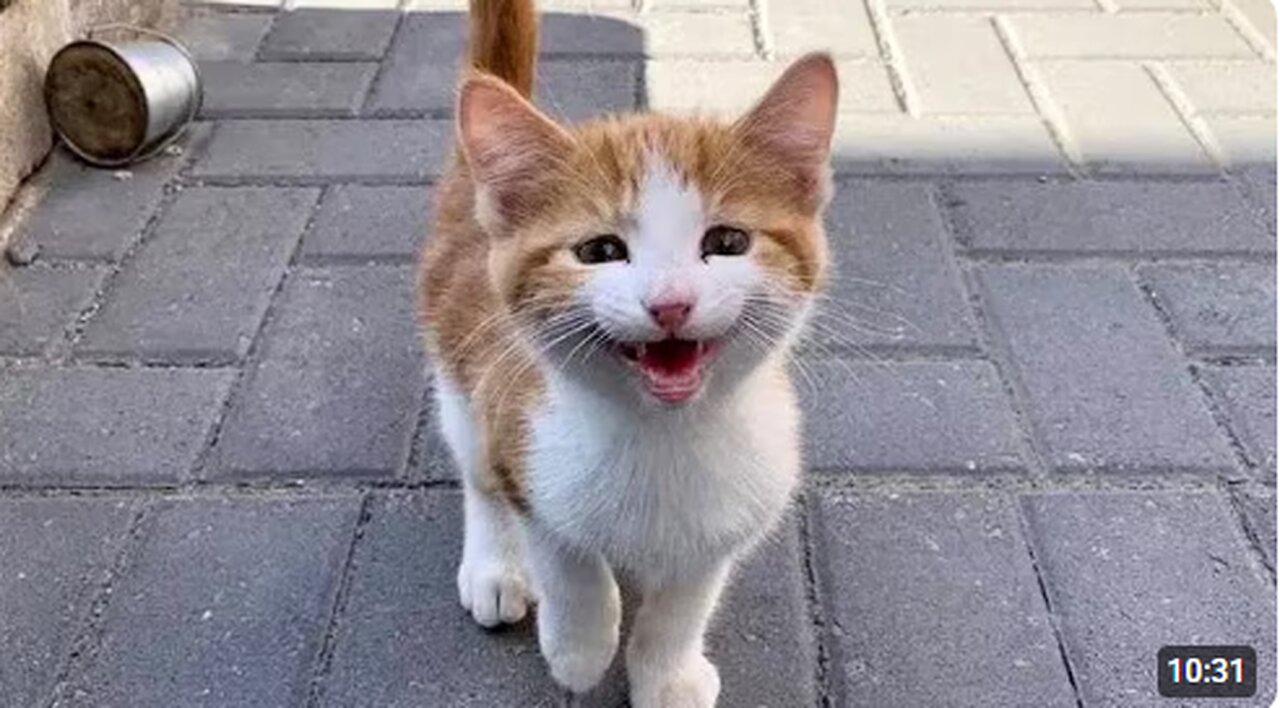 The Stray Cat Distribution System Chooses You 😁Funny Cat Videos 2025