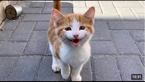 The Stray Cat Distribution System Chooses You 😁Funny Cat Videos 2025