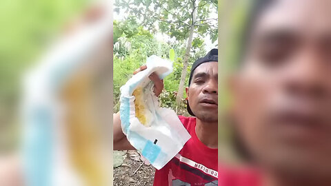 disgusting brown sewer rat eats a shit-stained nappy