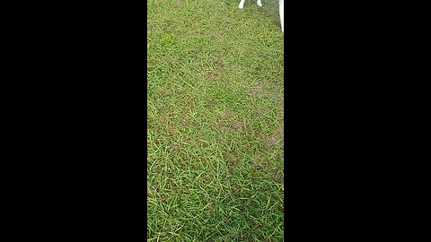 fun with huskies new toy #canine #dog