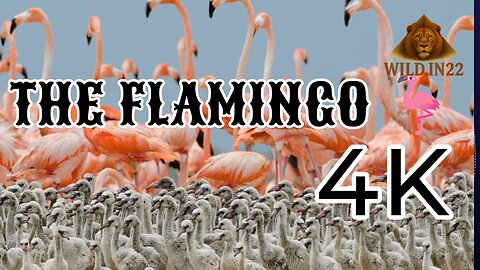 The Flamingo | Hindi Documentary | Wildlife of India 🦩
