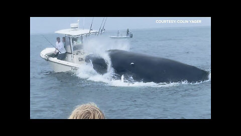 Whale capsizes boat fishing in Portsmouth Harbor off the New Hampshire coast